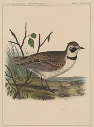 Birds, Plate XXXII